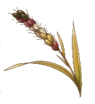 Wheat Grain.png
