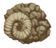 Shell Fossil.png