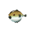 Tiger Blowfish A09.png