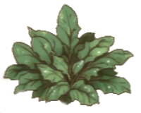 Green Leaf.png
