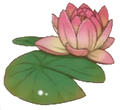 Lotus in Atelier Meruru