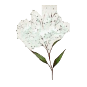 A15 White Flower.PNG